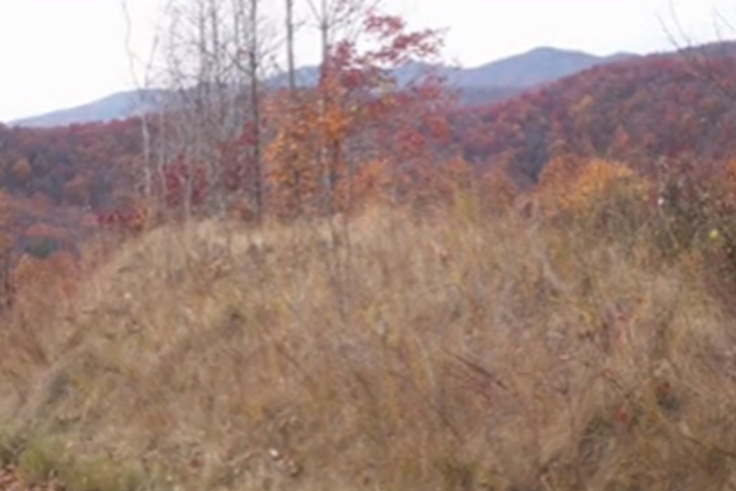 You‘ve got eagle eyes if you can spot the deer hiding out in this field in 20 seconds