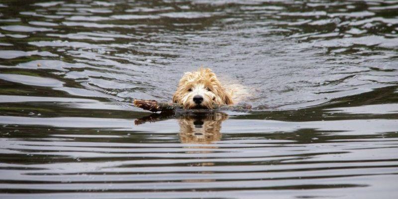 A brave and mischievous dog with only 3 legs saved his owner's life after a huge wave crashed into a boat