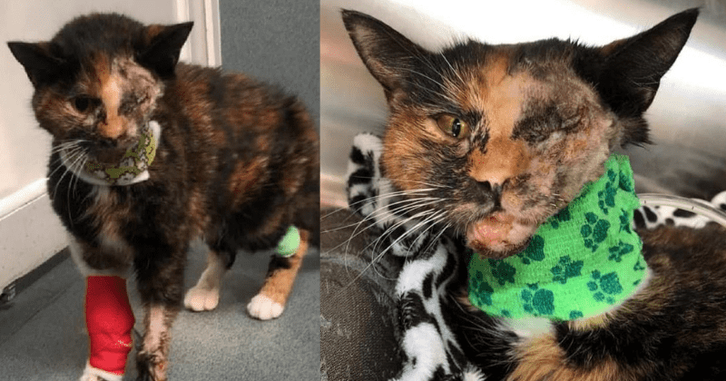 A cat known as "Miracle Cat" has recovered from being severely injured in a bus accident.  Fortunately, he has a friendly and caring new family