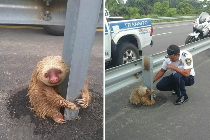 A cute and adorable but scared sloth was rescued by a policeman from the main roadside