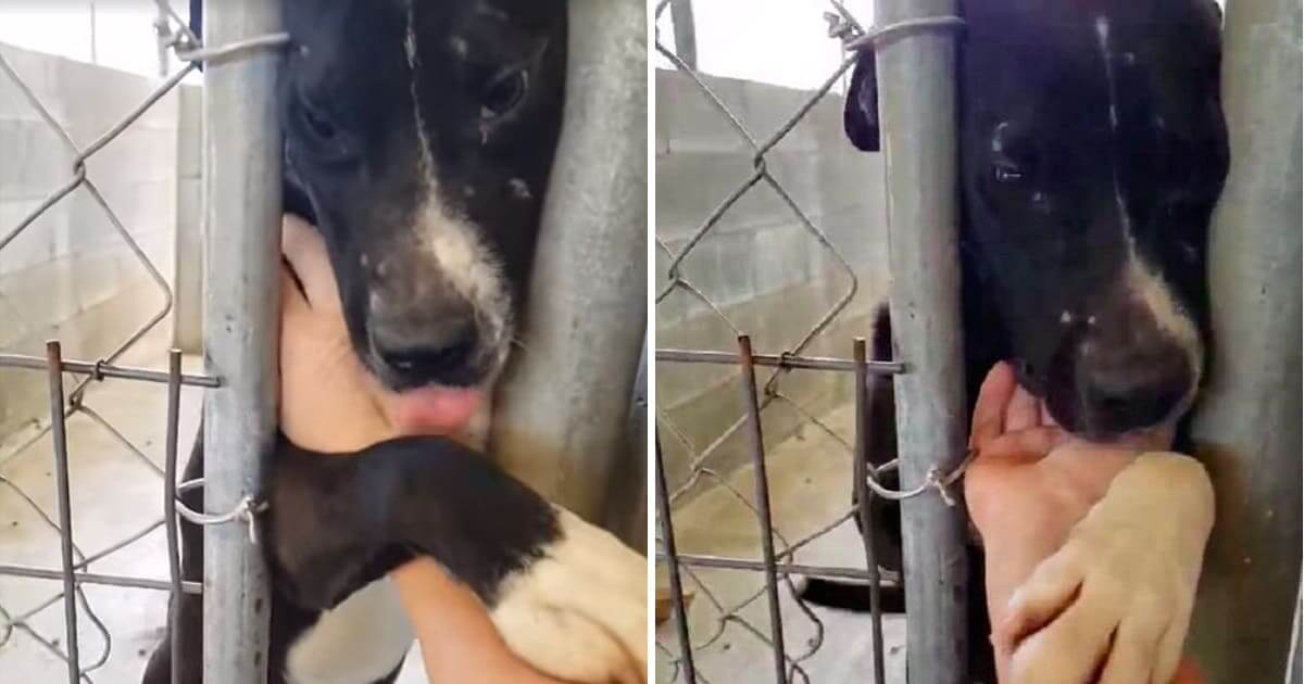 A dear dog who lives in a shelter raises his hand to those who pass by his cage