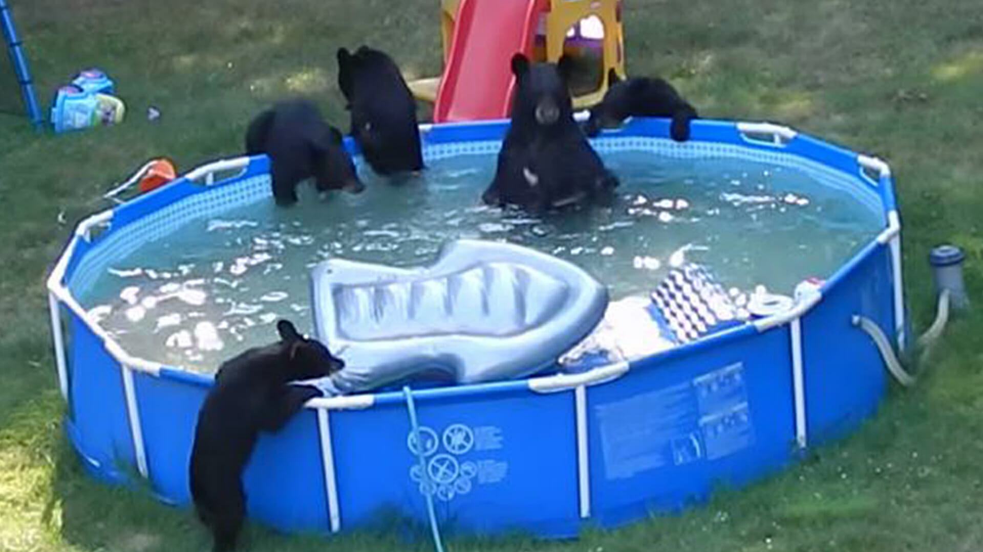 A funny and touching scene.  The bear family had a poolside backyard party