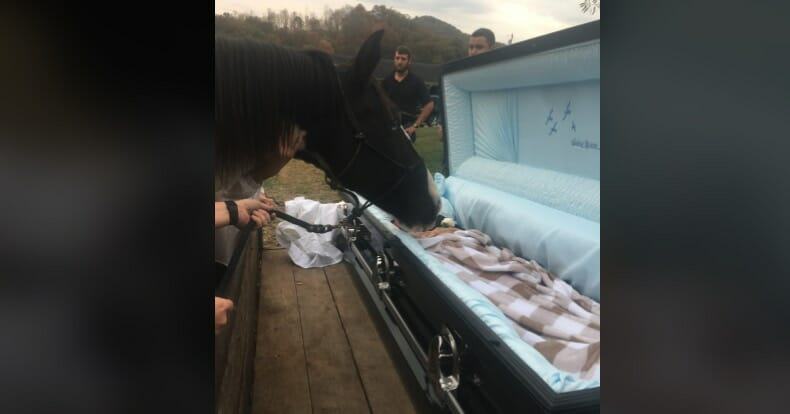 A horse at the funeral of its owner says goodbye to its owner, who didn't leave it alone