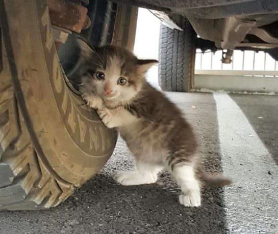 A man found an abandoned and scared cat under his truck and couldn't resist telling her