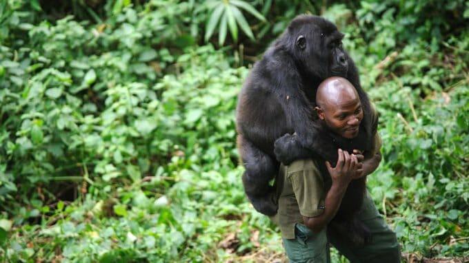 A ranger is taking care of a gorilla that recently lost its mother