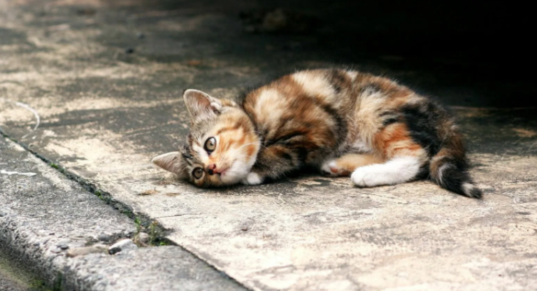 A small and hopeless kitten is lying on the highway.  People pass by and don't stop to help the kitten.