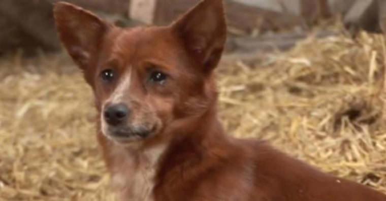 A small orphan dog is very sad and depressed because its owner had to sell the cow that became its mother.