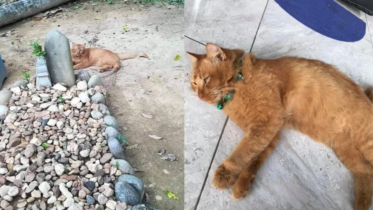 A true and loyal partner.  A heartbreaking and touching story about a cat that hasn't left its owner's grave for almost a year