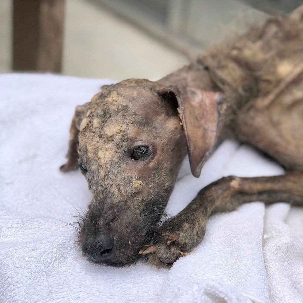 A woman saves a weak, starving dog left alone on the street