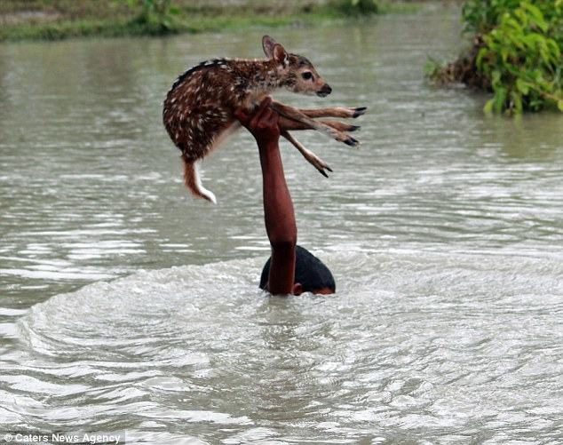 Action Hero: The Bravest Rescue Story of All Time: A brave and kind leader saves a drowning deer