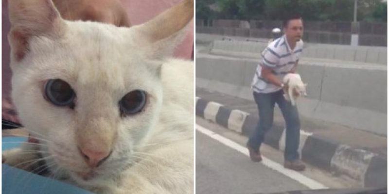 An act of heroism.  A man on his way to a great park saved a cat on a busy road