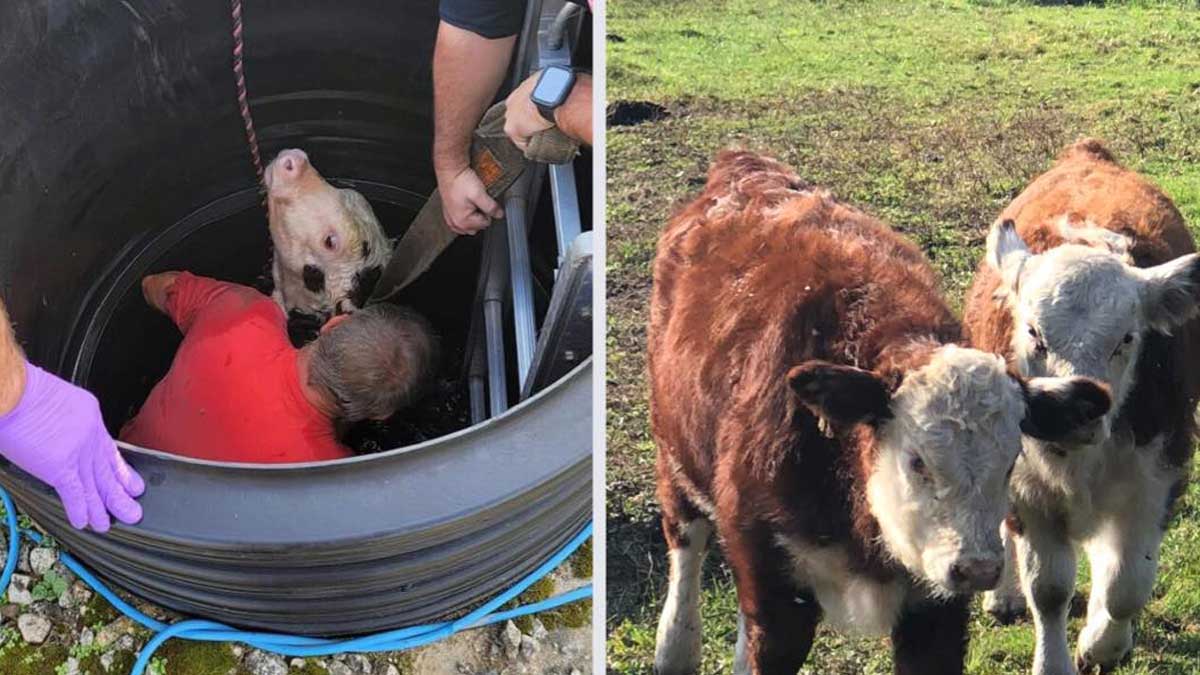 An act of heroism.  The touching story of the firefighters who saved the calf from death