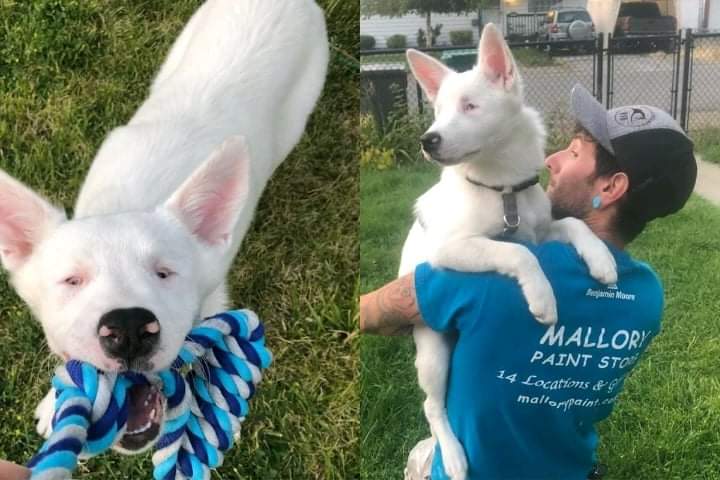 An interesting story.  Feelings of a deaf and blind dog when he meets his owner