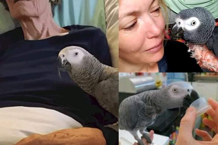 An interesting story between a parrot and its owner, tragically ended