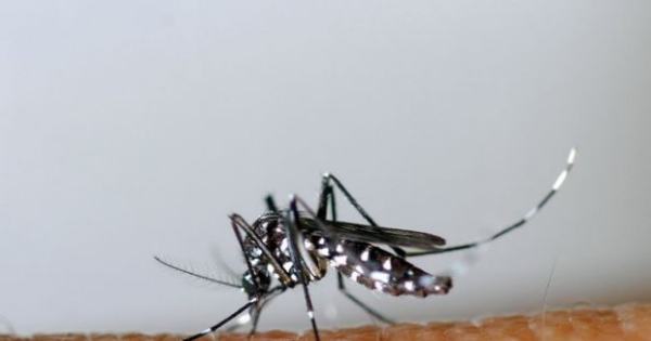 Anses launches a campaign against the tiger mosquito, present in sixty departments