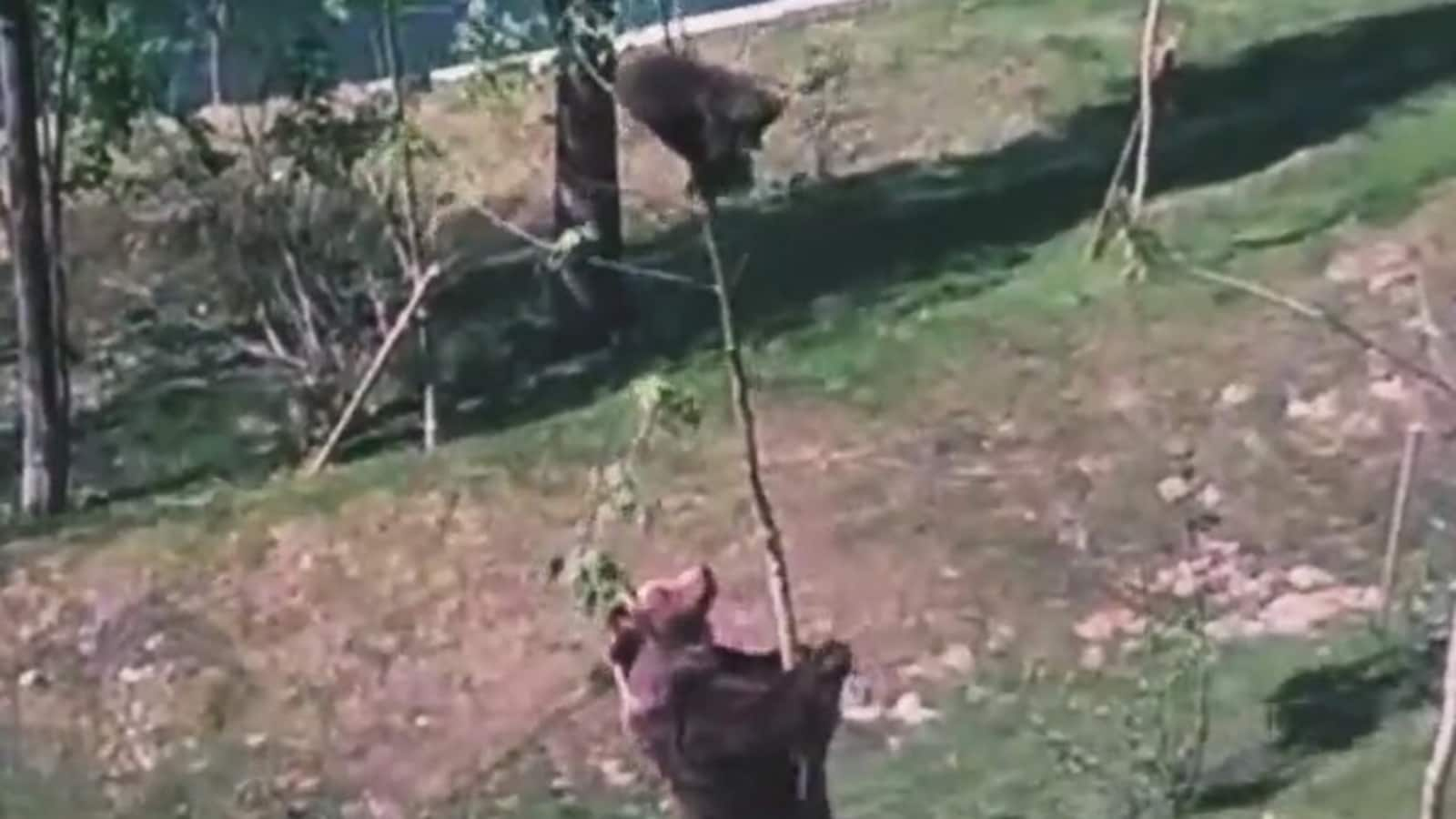 Baby bear climbs tree, mama tries to bring it down in the most hilarious way