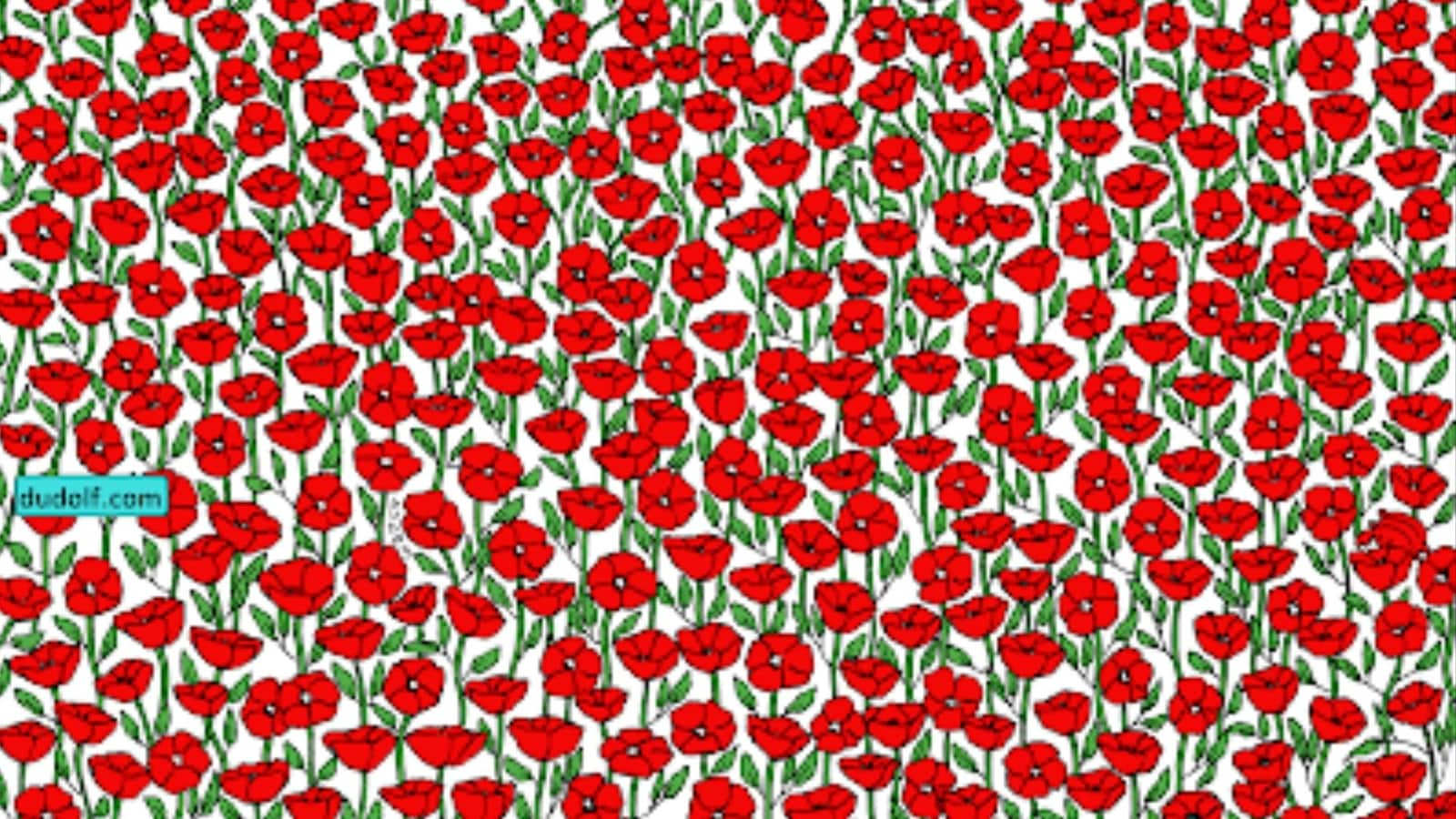 Brain Teaser: A crab is hiding in this poppy field. Can you find it?