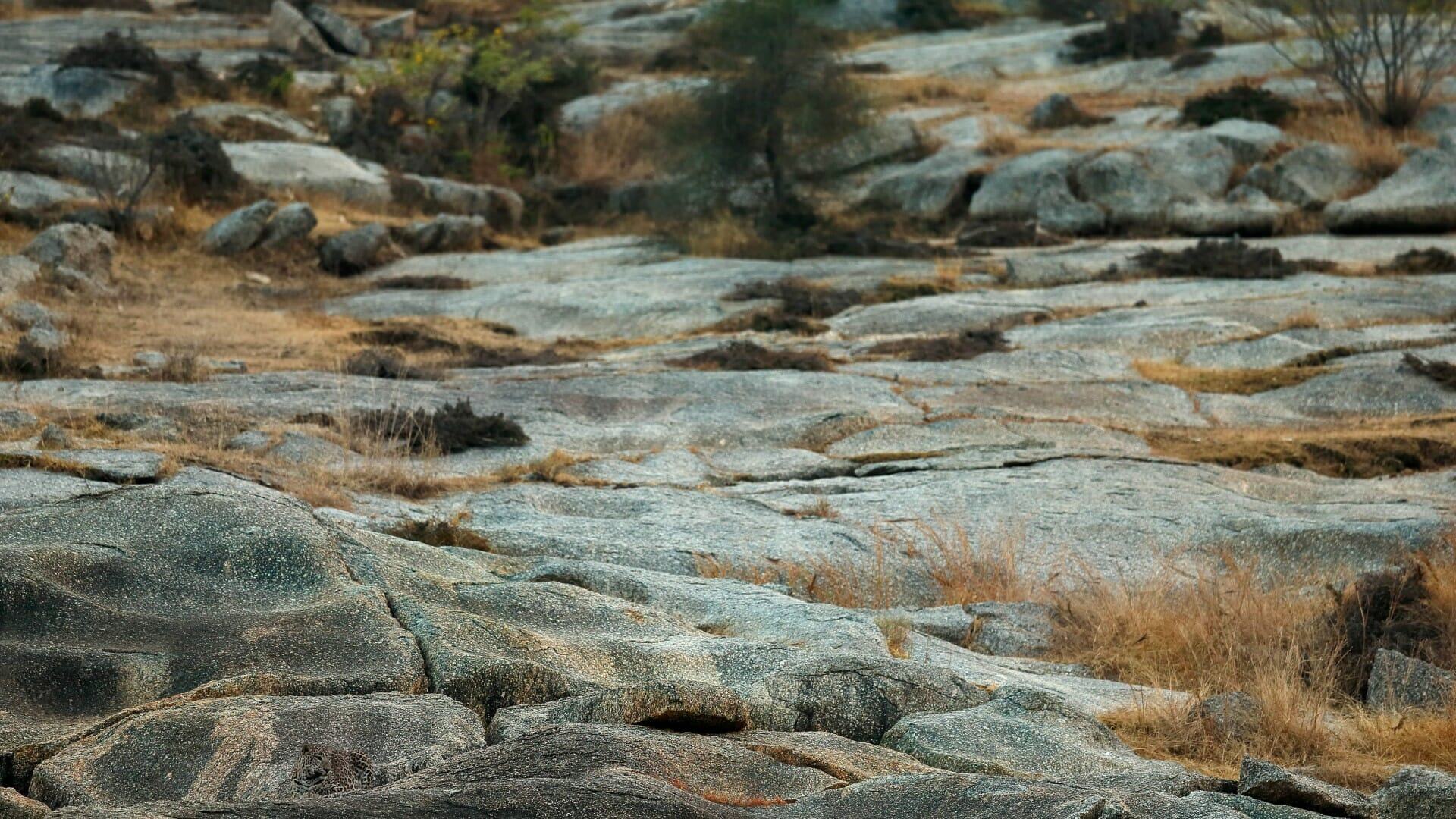 Can you SPOT him? Put your eagle eyes to the test and see if you can find the leopard lurking among these rocks