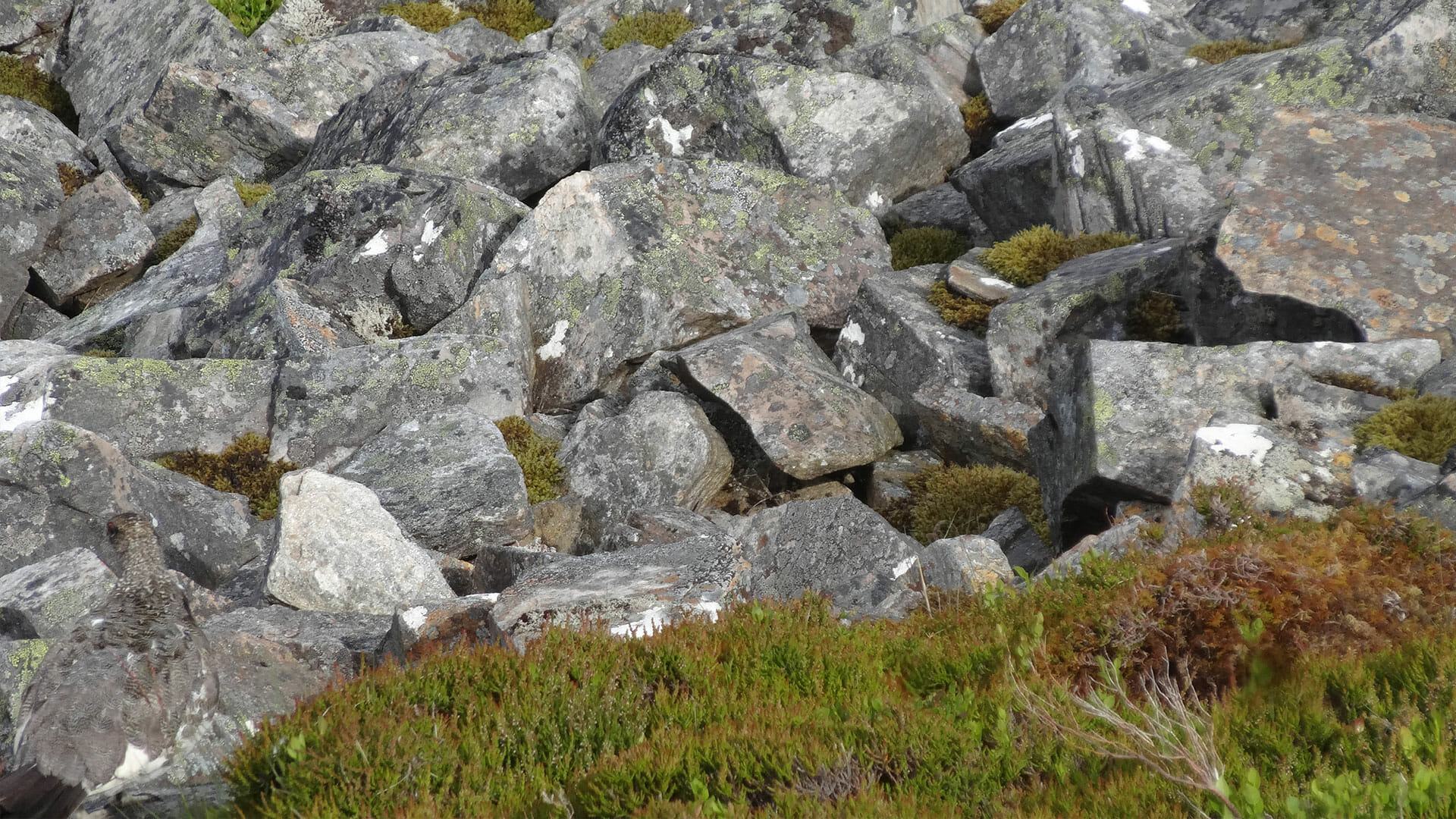 Can you spot the bird hiding in this photo? It shows you’re REALLY clever if you do it in under a minute