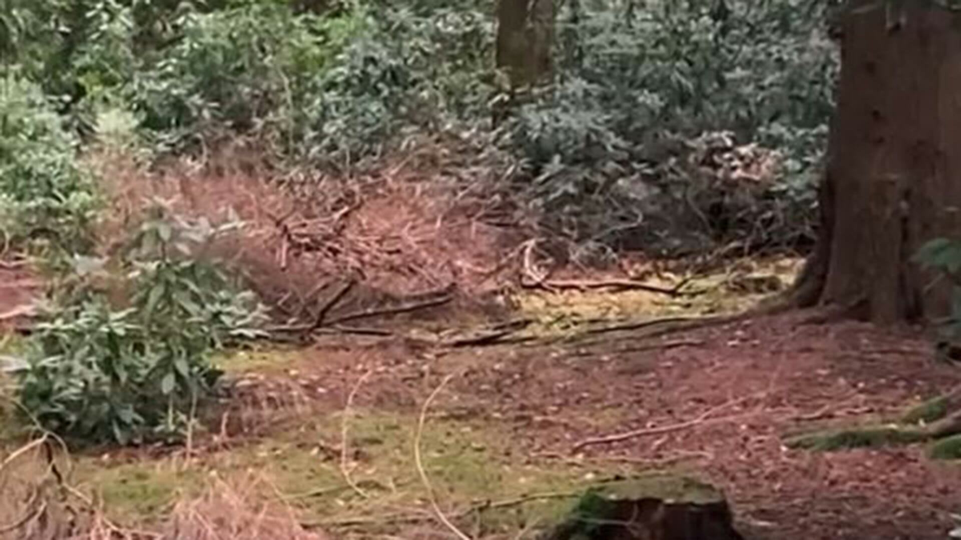 Can you spot the camouflaged sniper hiding in the forest as he stalks the enemy?