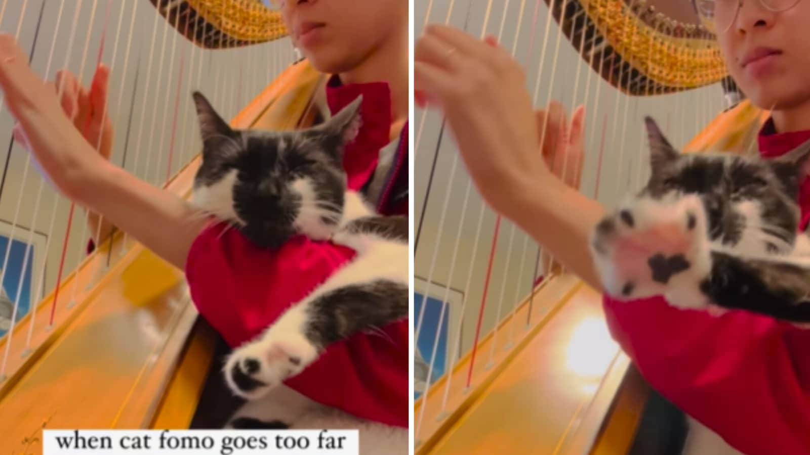 Cat falls off to sleep clutching woman’s arm as she plays harp