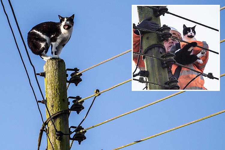 Cat rescued after 3 days stuck on a tall telephone pole