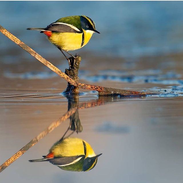 Colorful photos.  A multicolored tyrant like a rainbow