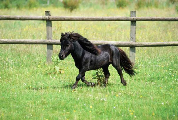 Cute pictures.  This is a unique and small horse and surprisingly it's fully grown