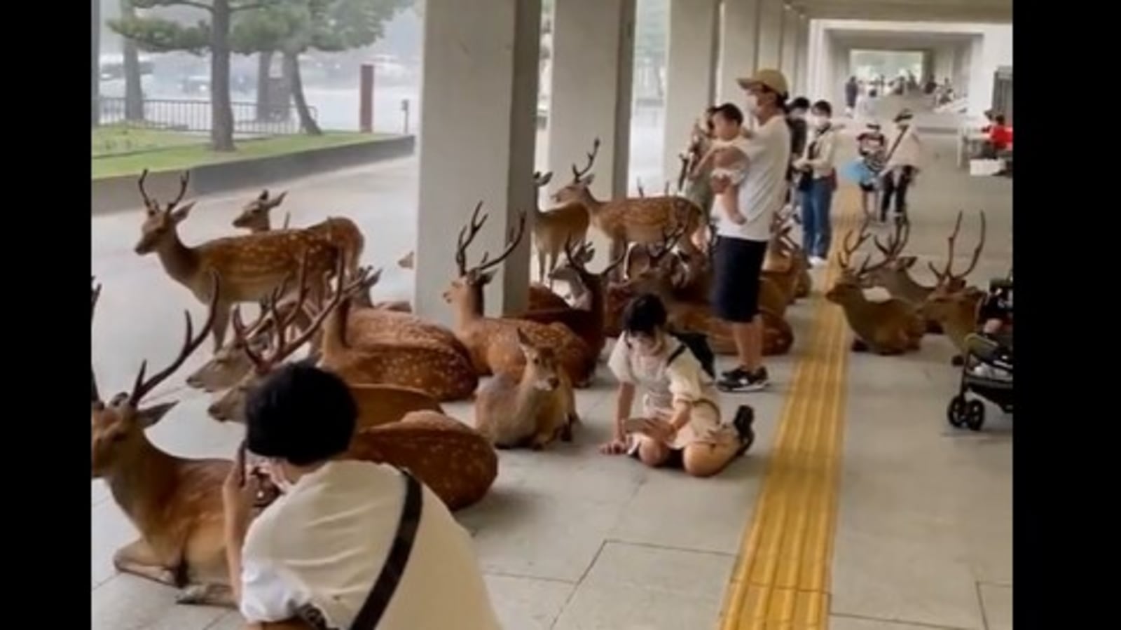 Deer take shelter alongside humans amid heavy rain, adorable video goes viral