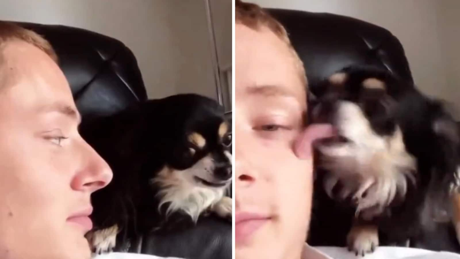 Dog gives sneaky kisses to man when he is not looking. Watch