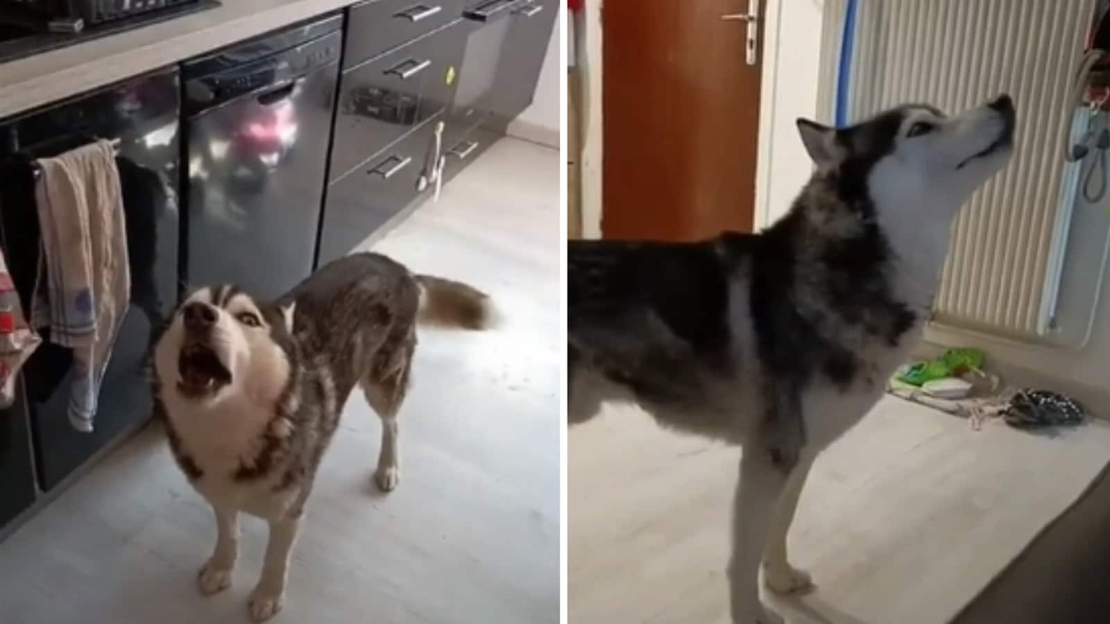 Dog masters art of argument while fighting with its human