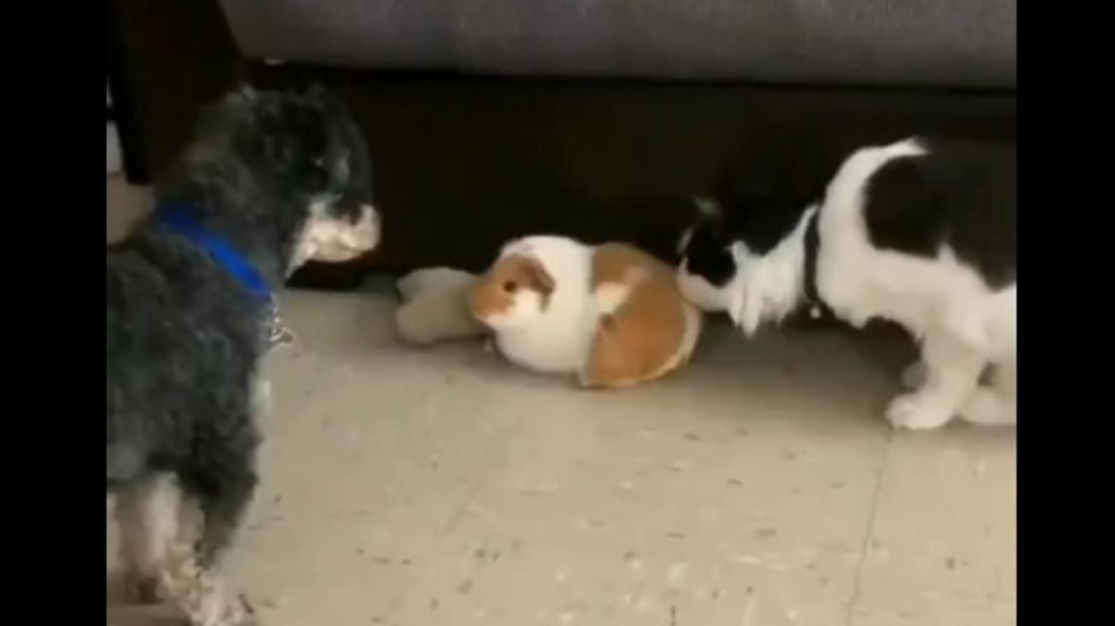 Dog rushes to protect bunny friend from cat