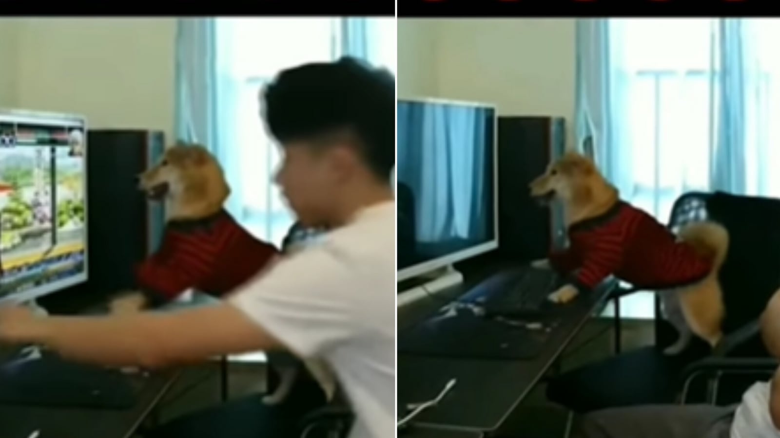 Dog throws tantrum after human switches off computer