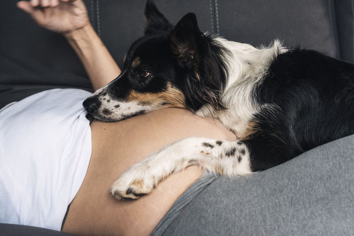 Dog reacts to pregnant owner