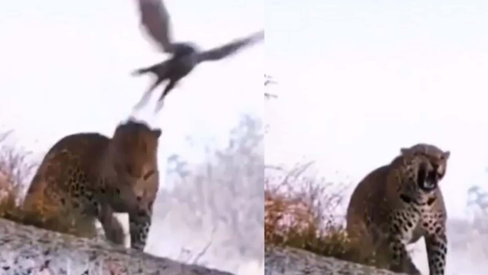 Eagle hits leopard's head with its claws and flies away. Watch