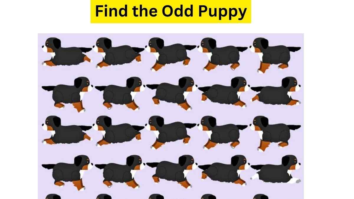 Do you see an odd pup here?