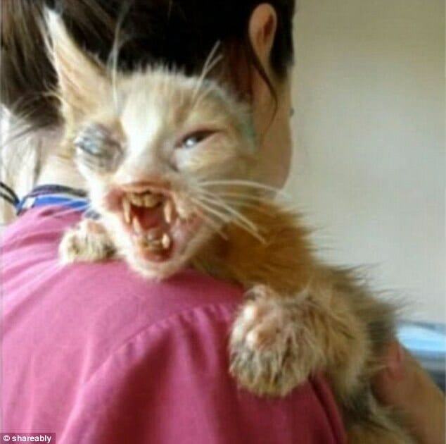 Girl saves a homeless cat with a terribly disfigured face that no one wants to help