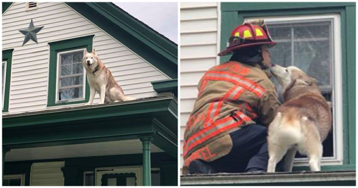 Grateful dog kisses the firefighter who saved him from being stuck on the roof