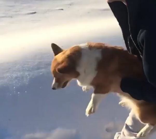 Heart-stopping optical illusion shows terrified Corgi being thrown out of PLANE… but is all as it seems?