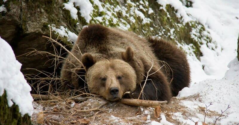 How a teddy bear can keep warm and save a three-year-old boy lost in the forest