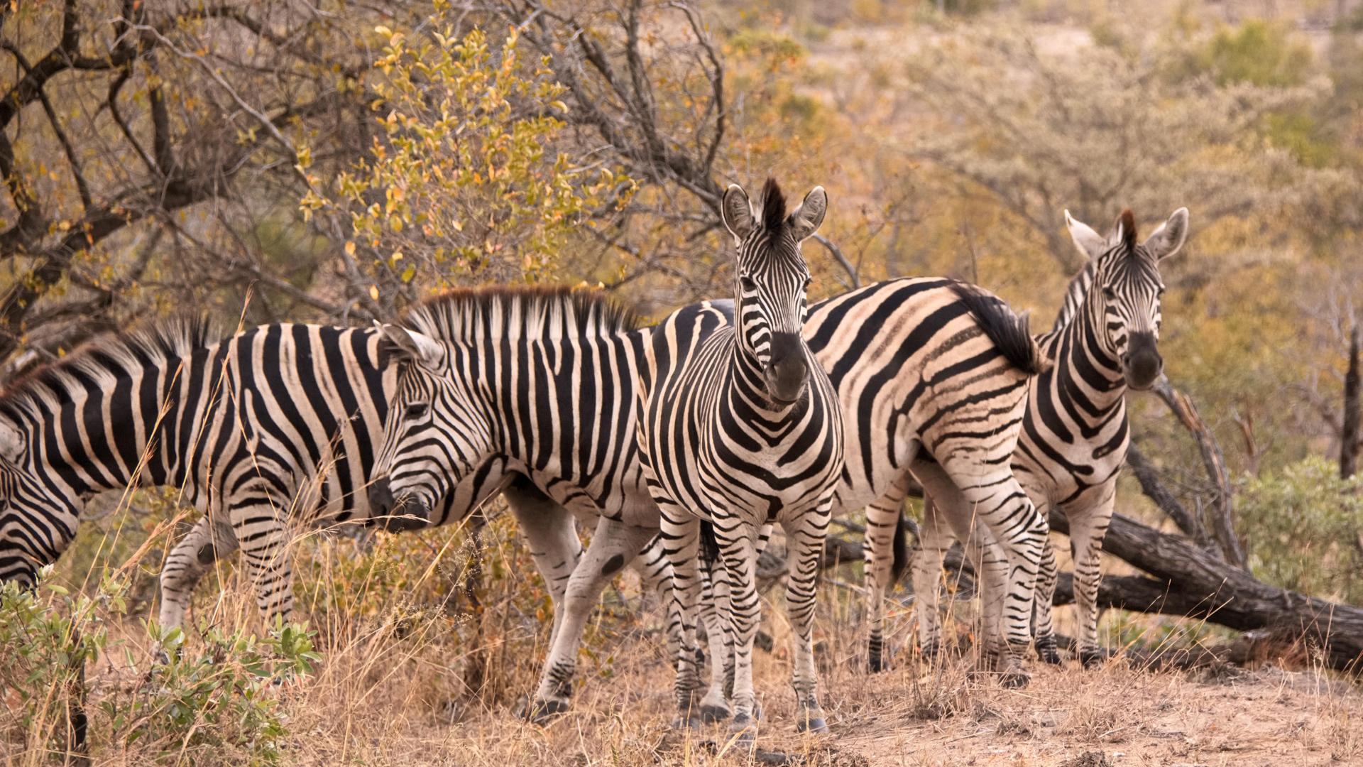 How many zebras can YOU spot in this photograph? You'll have to look really hard to get it right