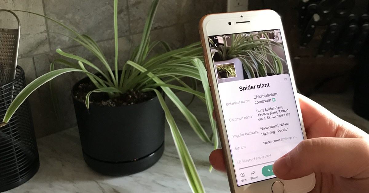 I tried 3 plant identification apps, and one was deadly