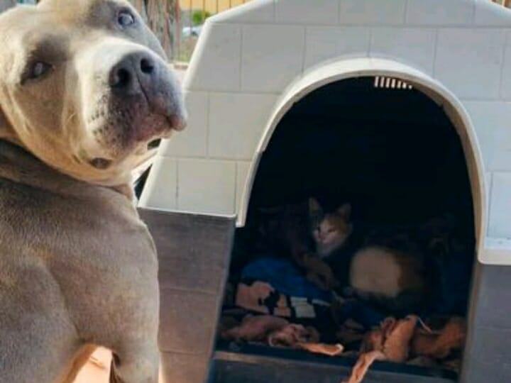 IMAGE.  A touching story about a dog that gave up his house to a cat