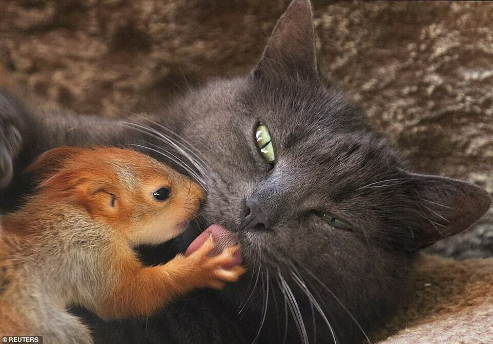 IMAGE.  A warm and loving story about a cat taking care of 4 abandoned squirrels