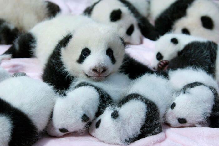 IMAGE.  All about this interesting place called "daycare" for cute pandas in China