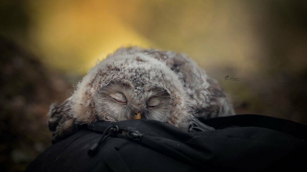 IMAGE.  Everyone is excited to know that the owl sleeps face down because its head is so heavy