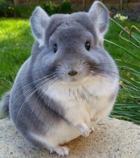 IMAGE.  Heart melting chinchillas are so cute and fluffy