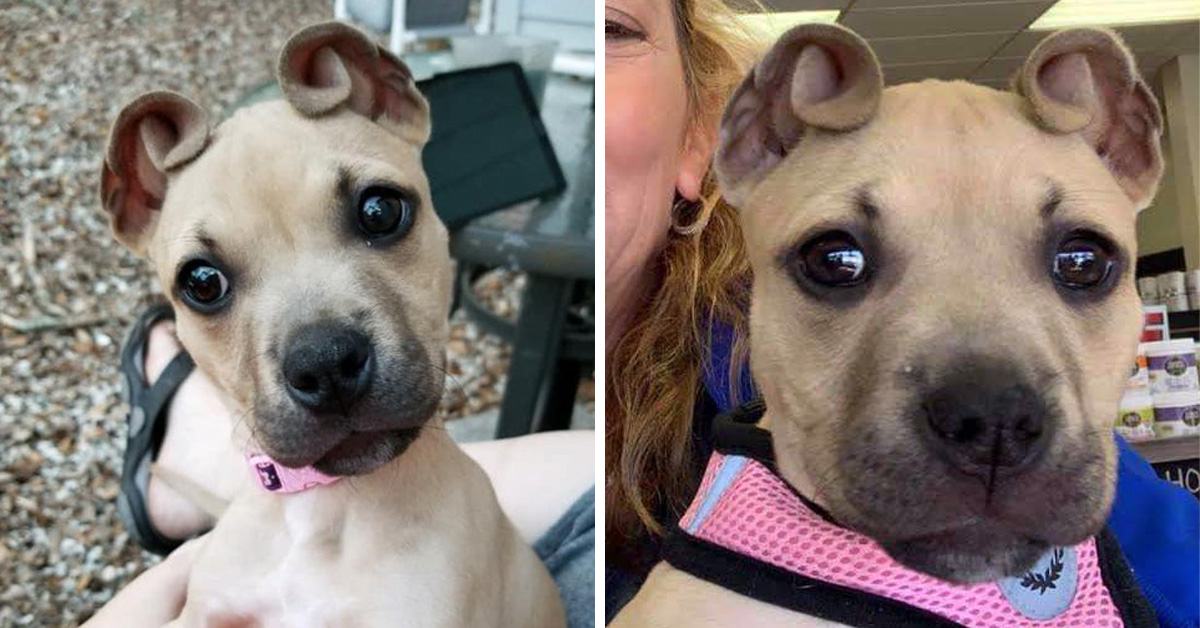 IMAGE.  Take a look at this cute dog that was left behind when she was two years old.  Rescued adorable dog has ears as small as cinnamon sticks