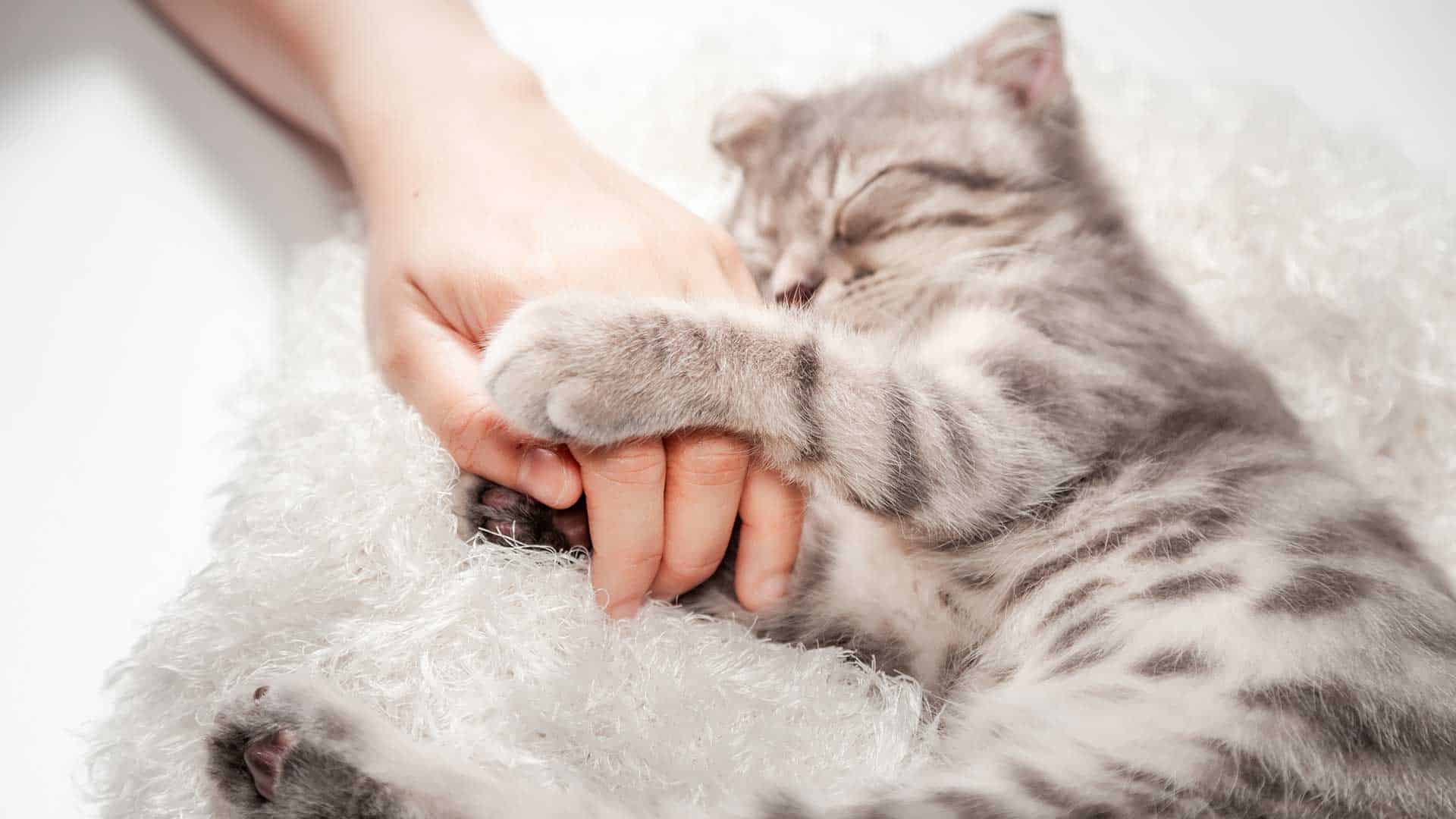 IMAGE.  The 13-year-old cat can't sleep when the owner holds it in his arms