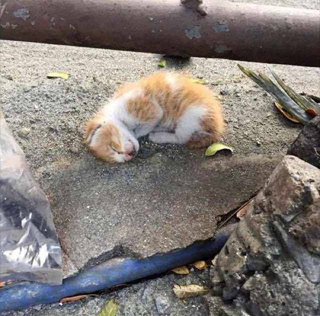 IMAGE.  The red and yellow cat is lifeless and desperate, but two kind people save the kitten after seeing little hope of salvation.